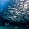 Cabo Pulmo National Marine Park, Mexico / Ocean Great&nbsp;Ideas