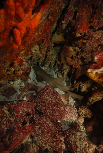 Marine life / Fernando de Noronha Archipelago National Marine Park, Brazil / Ocean Great Ideas