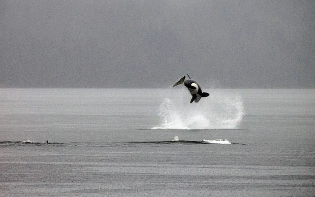 Dolphins and orcas slowly coming back around Vancouver and Squamish / Ocean Great Ideas