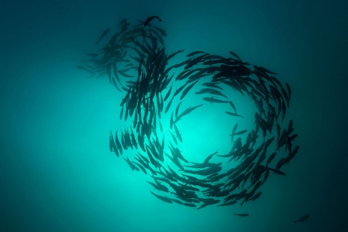 Cabo Pulmo National Marine Park, Mexico / Ocean Great Ideas