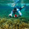 Unique Coral Reef Receives Federal Protection in Honduras / Ocean Great&nbsp;Ideas