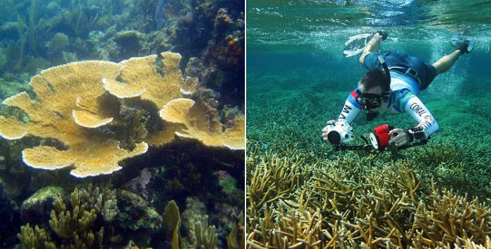 Unique Coral Reef Receives Federal Protection in Honduras