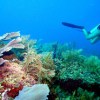 Unique Coral Reef Receives Federal Protection in Honduras / Ocean Great&nbsp;Ideas