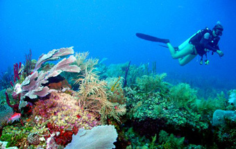 Unique Coral Reef Receives Federal Protection in Honduras / Ocean Great Ideas