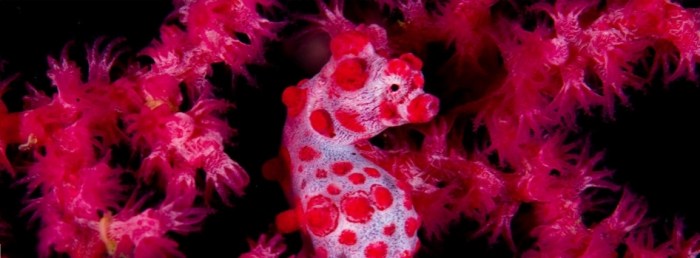 Some little things we know about Sea Horses / Ocean Great Ideas