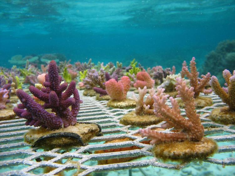 Fishermen into Coral Gardening in Fiji! / Ocean Great Ideas