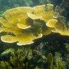 Unique Coral Reef Receives Federal Protection in Honduras / Ocean Great&nbsp;Ideas