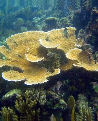 Unique Coral Reef Receives Federal Protection in Honduras