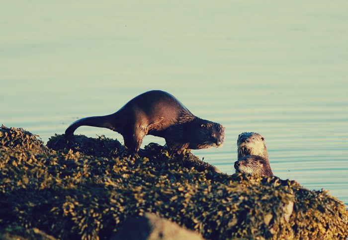 loutres / Ocean Great Ideas