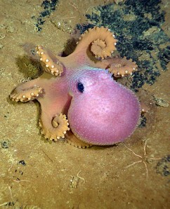 Octopuses! These fascinating creatures are considered the most intelligent of all invertebrates / Ocean Great Ideas
