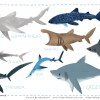 FINconceivable a beautiful kid friendly animated short documentary about Sharks and their role in the Ocean Ecosystem / Ocean Great&nbsp;Ideas