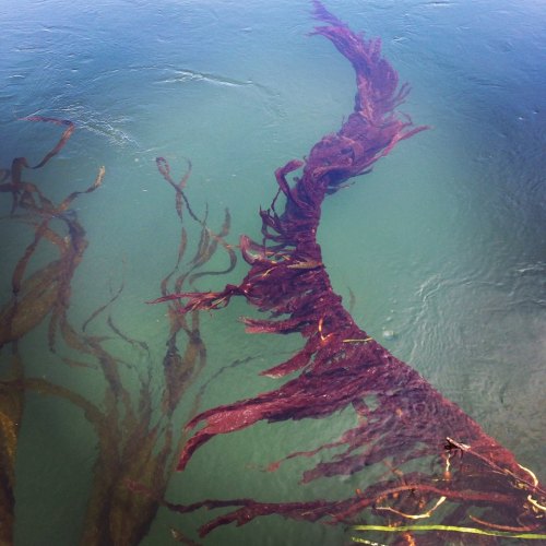 Tofino BC Canada / Ocean Great Ideas