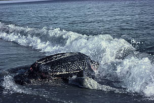 Colombia’s new National Park is a sanctuary for hawksbill and leatherback Turtles / Ocean Great Ideas