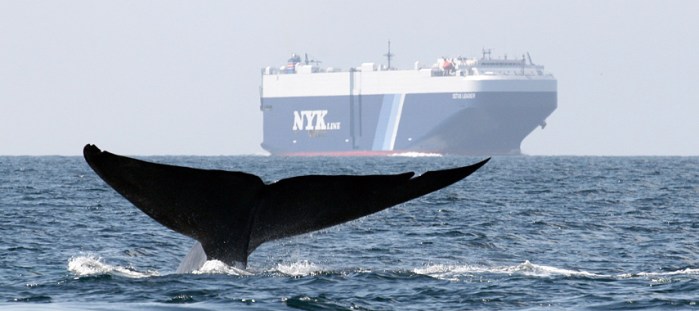 Six global shipping companies to participate in trial incentive program for Santa Barbara Channel / Ocean Great Ideas