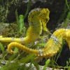 Some little things we know about Sea Horses / Ocean Great&nbsp;Ideas