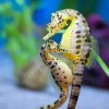 Beautiful-Baby-Sea-Horse-With-His-Mother