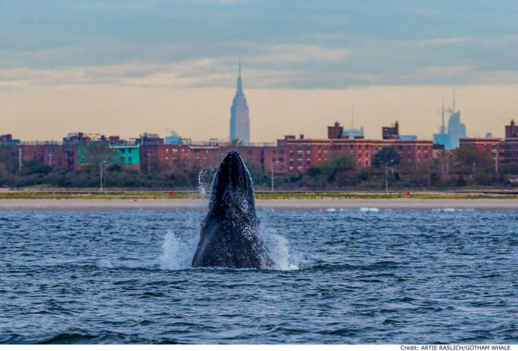 A humpback whale – named Jerry by researchers – spyhops off New York City / Ocean Great Ideas