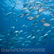 Scuba Dive Slideshow