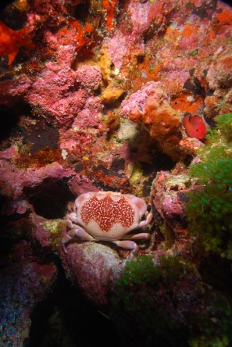 Marine life / Fernando de Noronha Archipelago National Marine Park, Brazil / Ocean Great Ideas