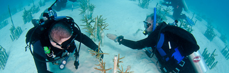 How a Florida Hero rebuilds endangered Coral Reefs / Ocean Great Ideas