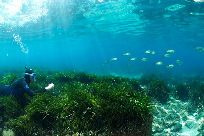 Sentier sous marin du Parc Marin Cote Bleue / Ocean Great Ideas