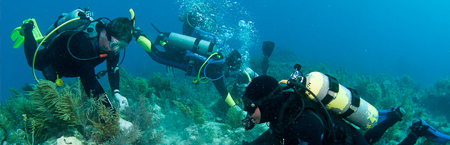 How a Florida Hero rebuilds endangered Coral Reefs / Ocean Great Ideas