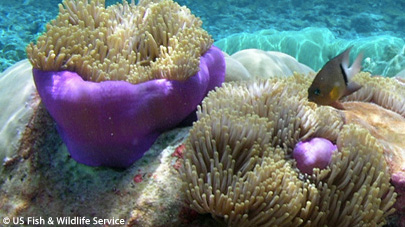 The United States are about to make history and create the World's Largest Ocean Preserve! / Ocean Great Ideas