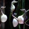 pregnant-seahorses