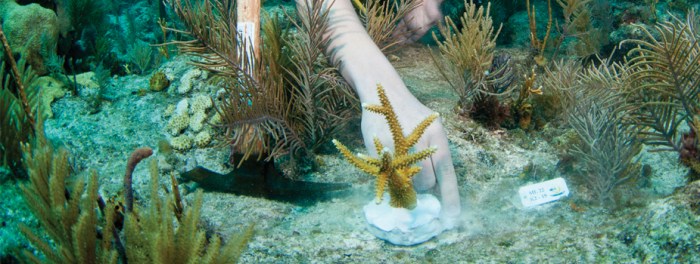 How a Florida Hero rebuilds endangered Coral Reefs / Ocean Great Ideas
