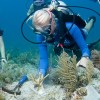 How a Florida Hero rebuilds endangered Coral Reefs / Ocean Great&nbsp;Ideas