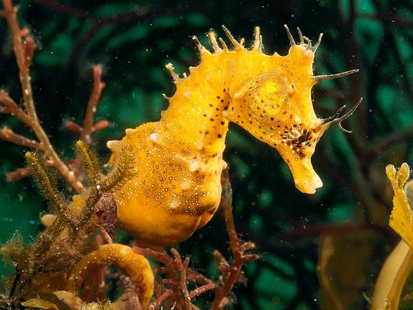 Some little things we know about Sea Horses / Ocean Great Ideas