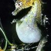 Some little things we know about Sea Horses / Ocean Great&nbsp;Ideas