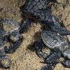 Colombia’s new National Park is a sanctuary for hawksbill and leatherback Turtles / Ocean Great&nbsp;Ideas