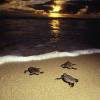 Colombia’s new National Park is a sanctuary for hawksbill and leatherback Turtles / Ocean Great&nbsp;Ideas
